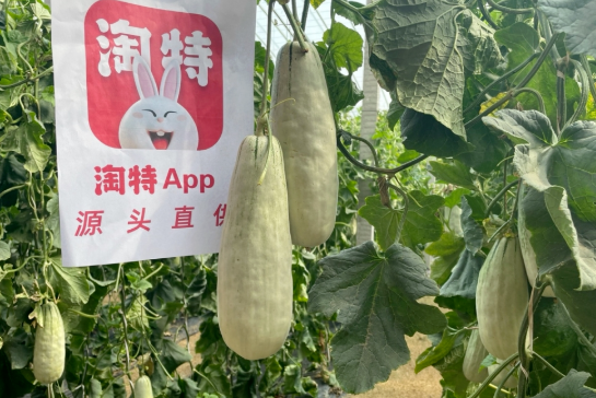 淘特和淘宝有什么区别(淘特上的东西是真的吗)