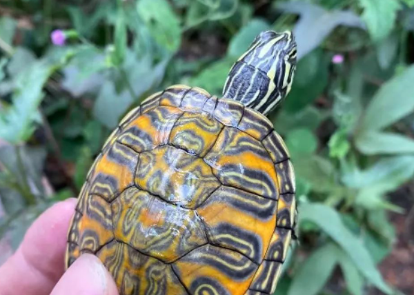 家庭养乌龟禁忌养龟穷三代(家庭养龟有什么讲究)